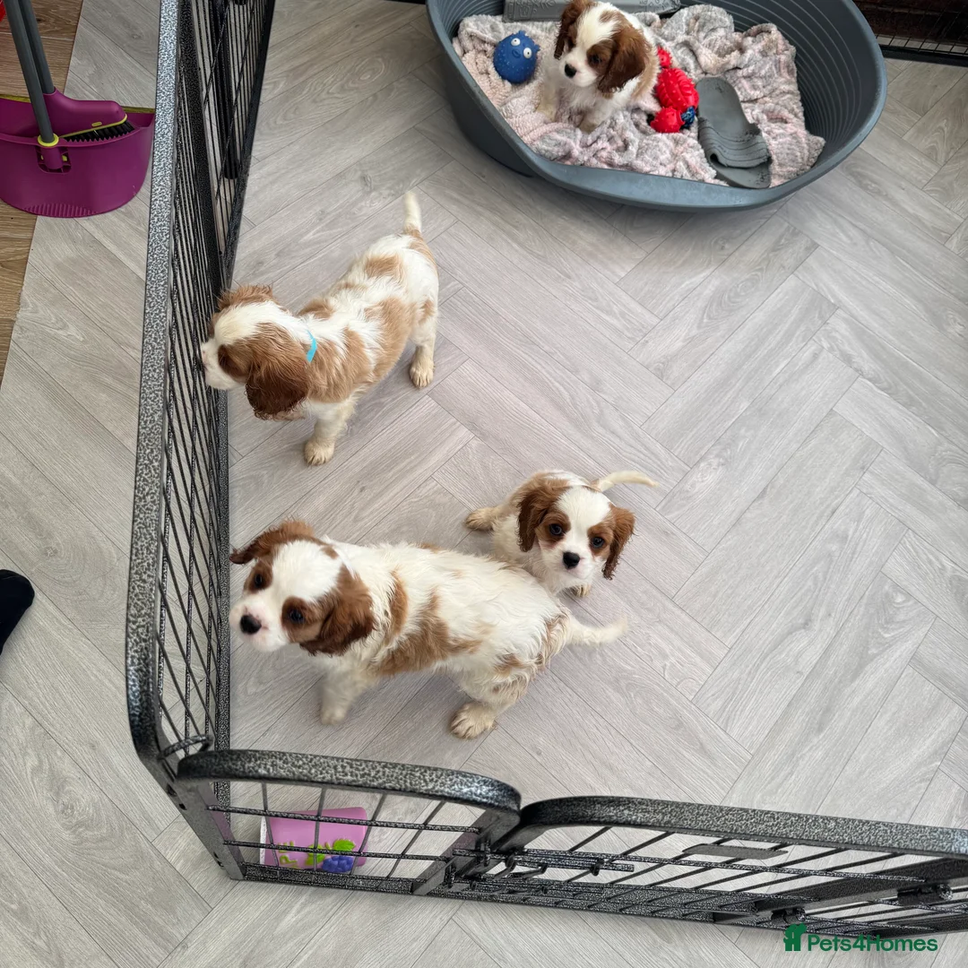 Cavalier King Charles Spaniel dogs for sale: Stunning cavalier King Charles puppies  - Advert 10