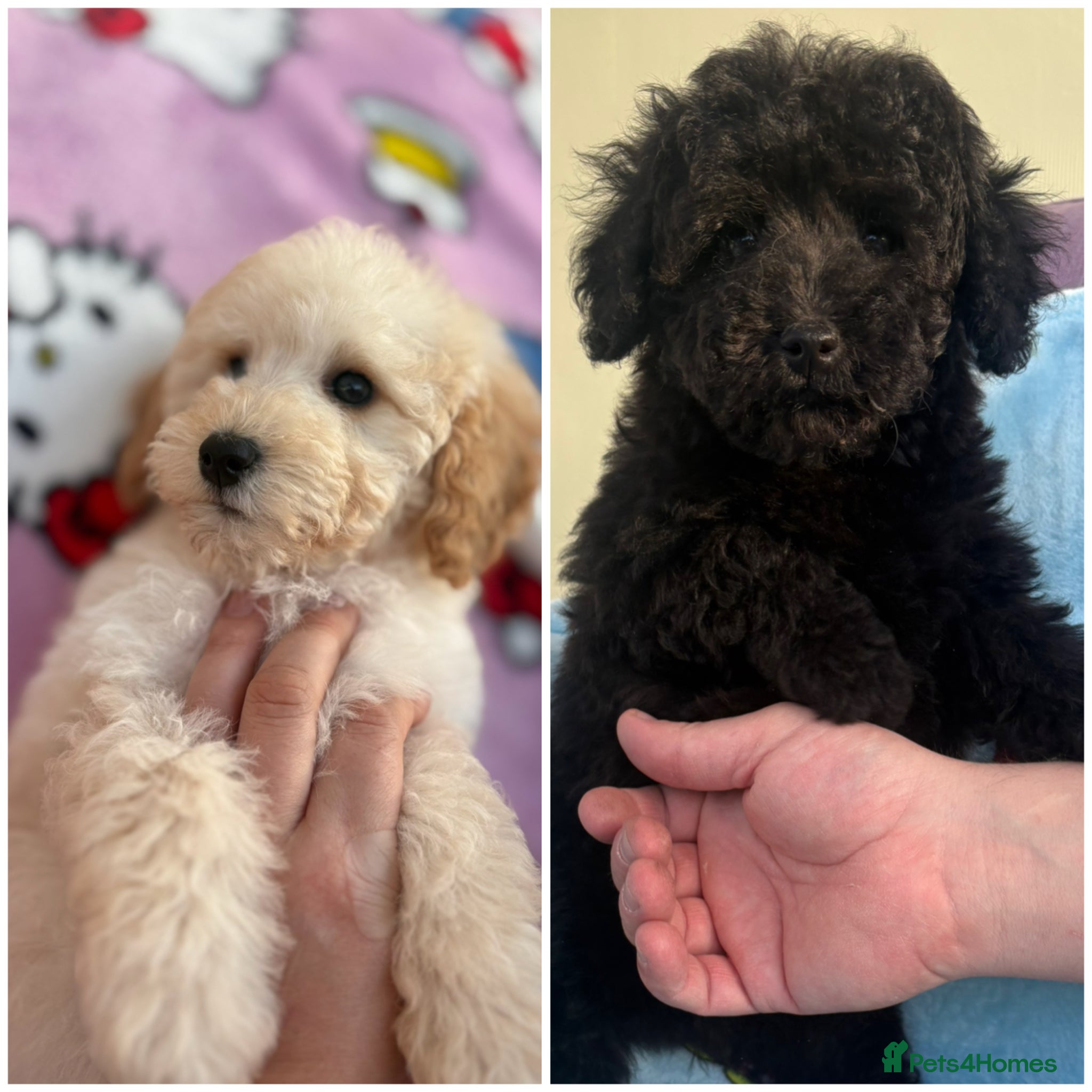 Miniature Poodle dogs Adorable Miniature Poodles Ready for Loving Homes - Advert 17