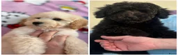 Miniature Poodle dogs for sale: Adorable Miniature Poodles Ready for Loving Homes - Advert 1