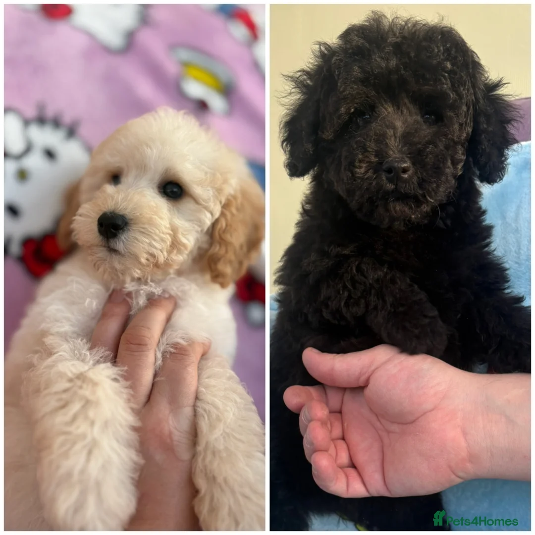 Miniature Poodle dogs for sale: Adorable Miniature Poodles Ready for Loving Homes - Advert 1