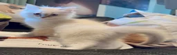 Ragdoll cats for sale: Grand Champion Sired Ragdoll Kittens - Advert 12