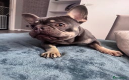 French Bulldog dogs for sale: 2 years old female French Buldog - Image 4