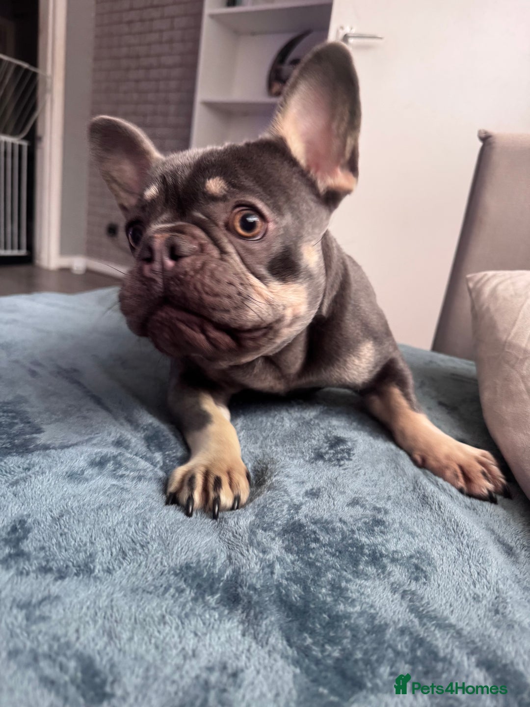 French Bulldog dogs for sale: 2 years old female French Buldog - Image 4