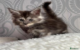 Maine Coon cats for sale: Stunning pedigree mc kitten girl - Image 9