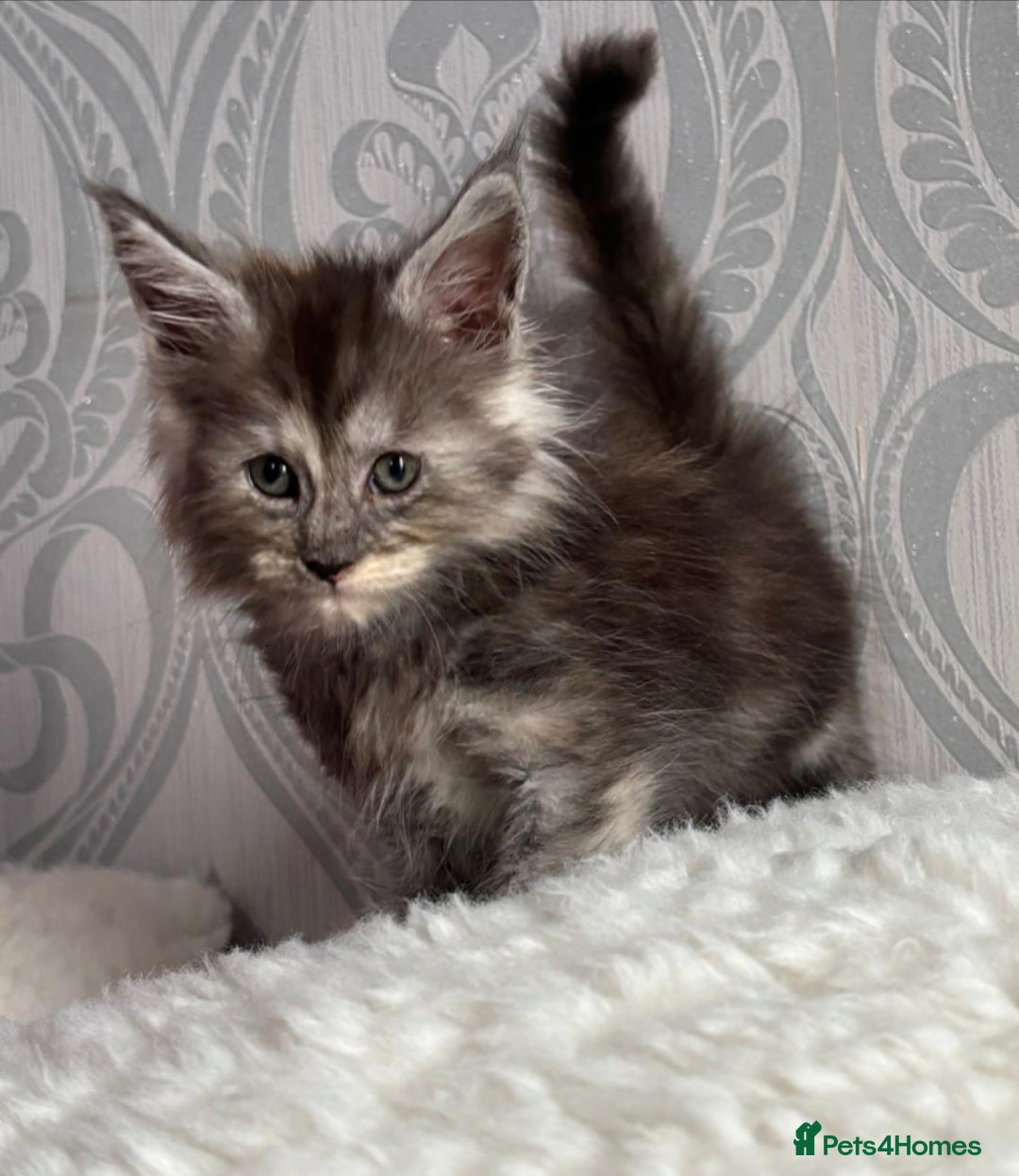 Maine Coon cats for sale: Stunning pedigree mc kitten girl - Image 9