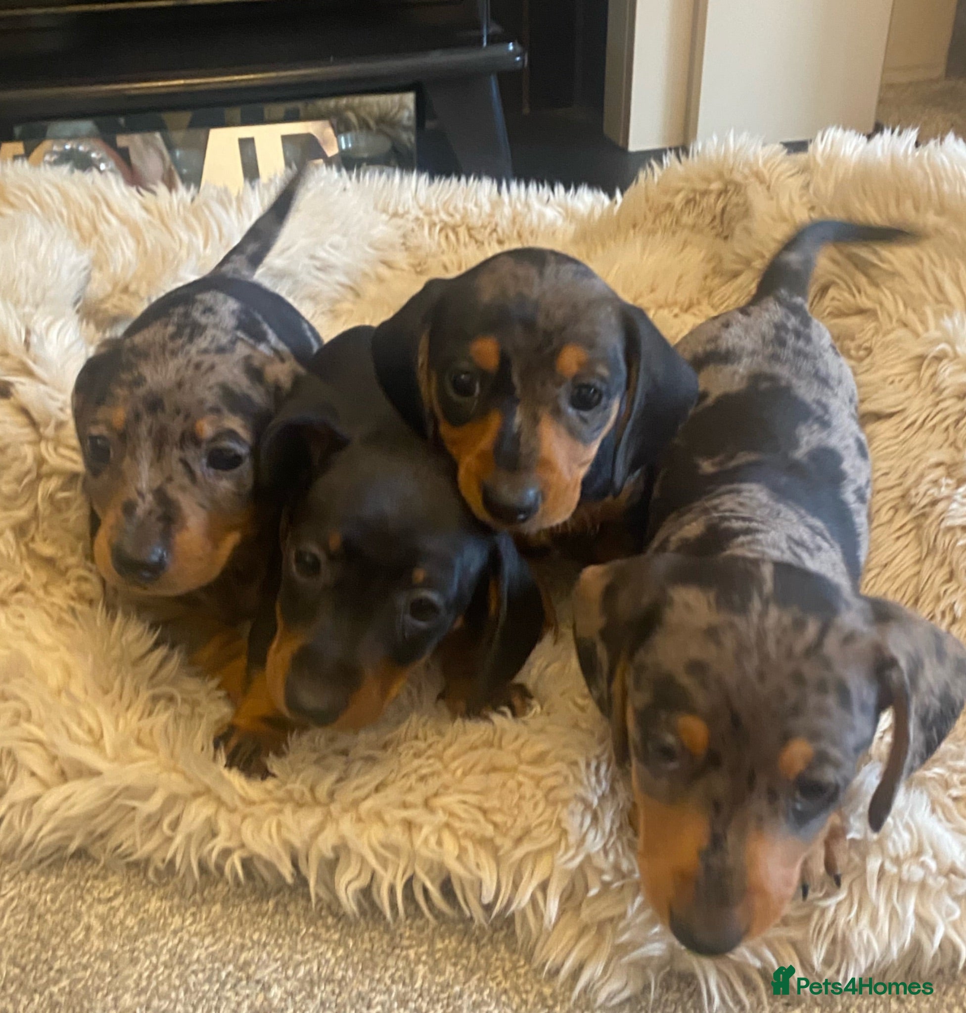 Miniature Dachshund dogs Miniature Dachshund puppies - Advert 4