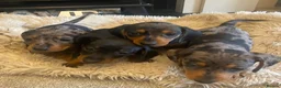 Miniature Dachshund dogs for sale:  KC Reg Miniature Dachshund Puppies - Advert 1