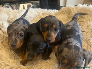 Miniature Dachshund dogs KC Reg Miniature Dachshund Puppies - Advert 18