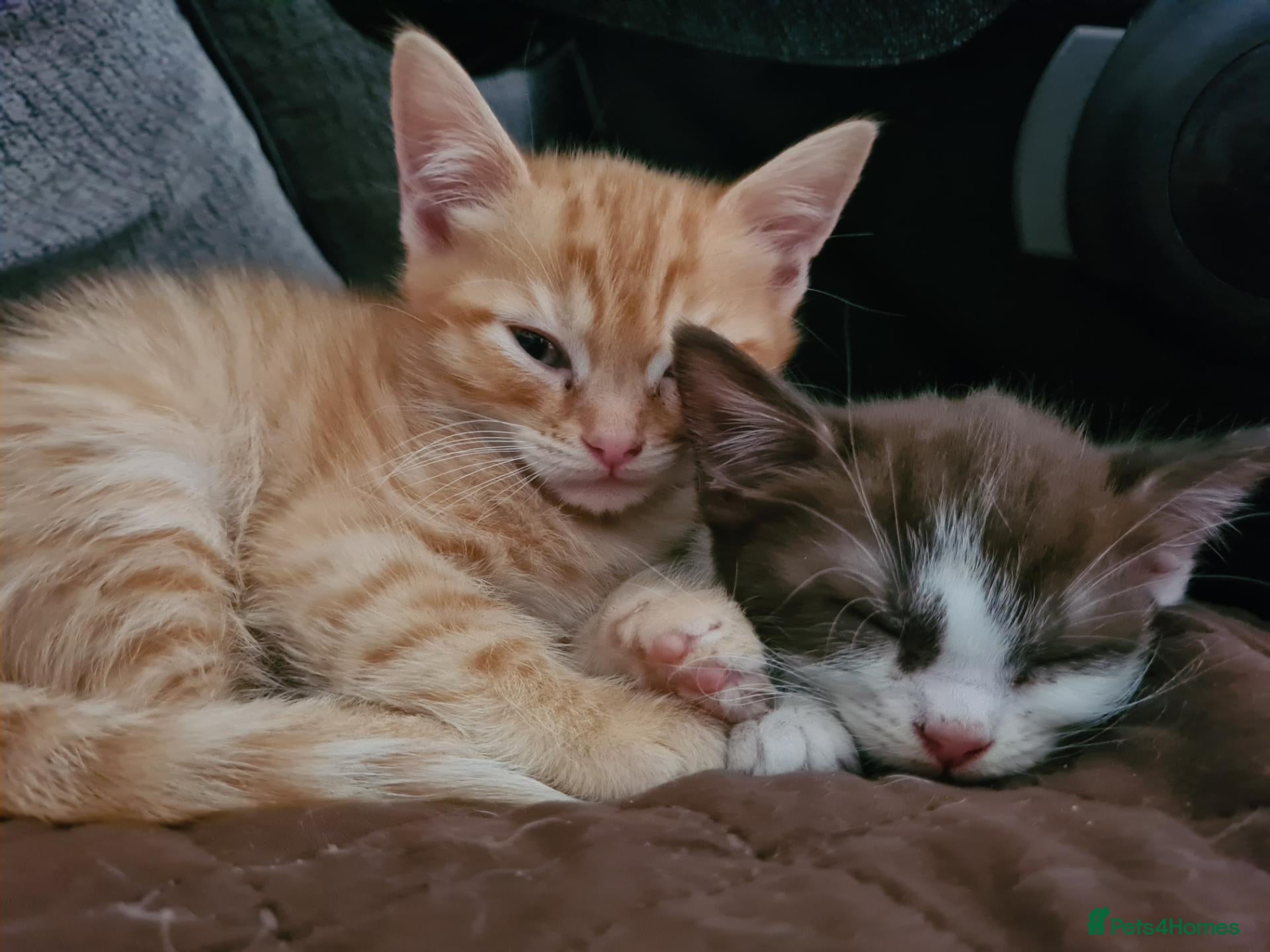 Mixed Breed cats Loving kittens looking for their new homes - Advert 6