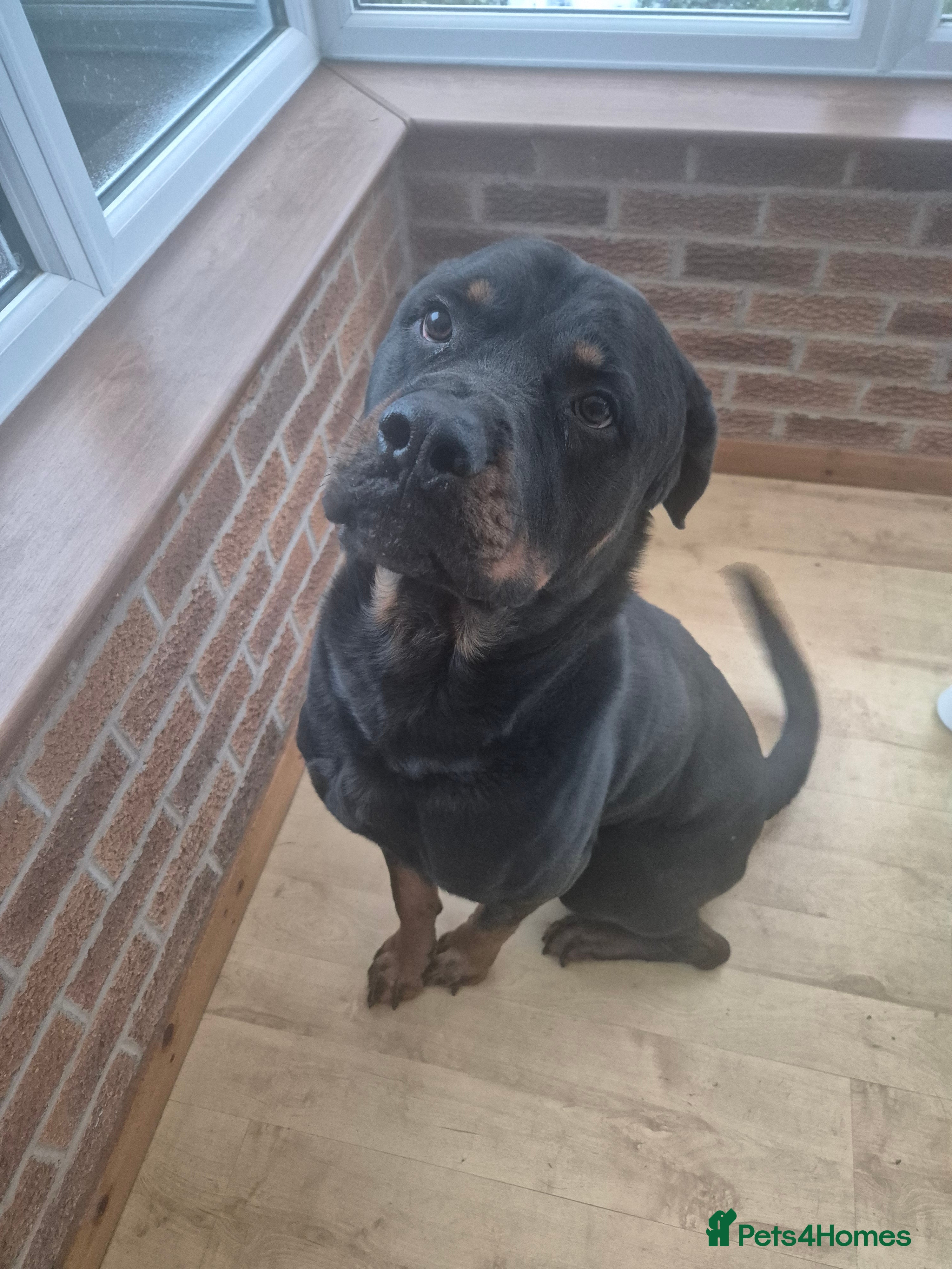 Rottweiler dogs 2 year Male rottweiler  - Advert 3