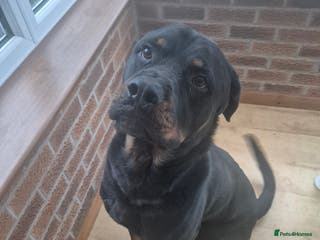 Rottweiler dogs 2 year Male rottweiler - Advert 15