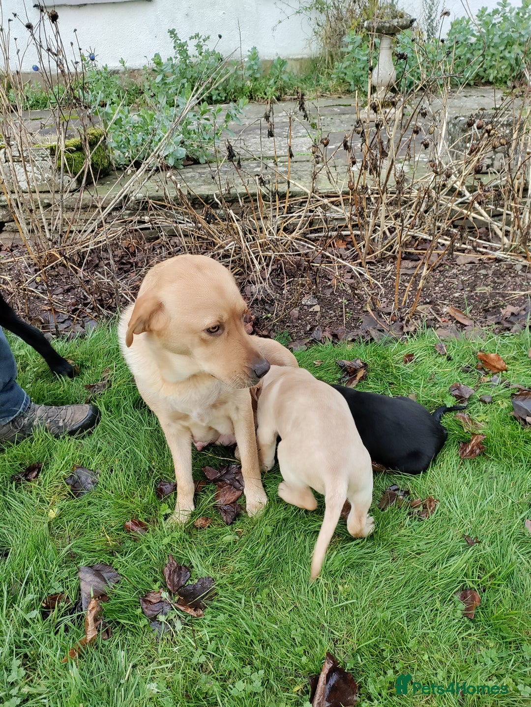 Labrador Retriever dogs for sale: Adorable Labrador Puppies  - Advert 3