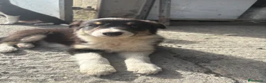 Border Collie 2