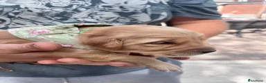 Golden Retriever 5