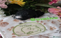 Cavapoo dogs for sale: Cavapoo F1B pups licensed Breeder/health tested  - Image 35