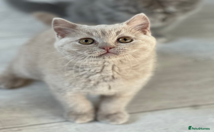 British Shorthair cats - Advert 15