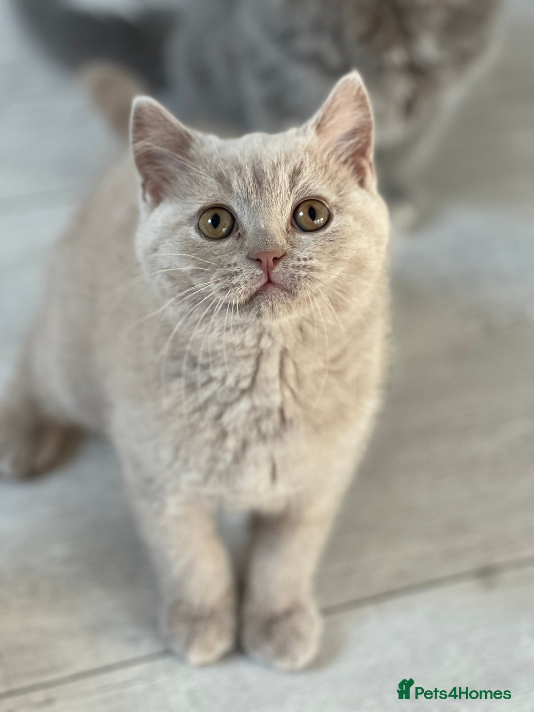 British Shorthair cats for sale: British shorthair & longhair Great Pedigree  - Image 1