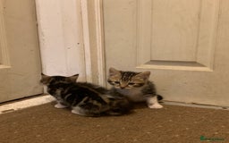 British Shorthair cats for sale: 2 boy kittens ready for there new home - Image 4