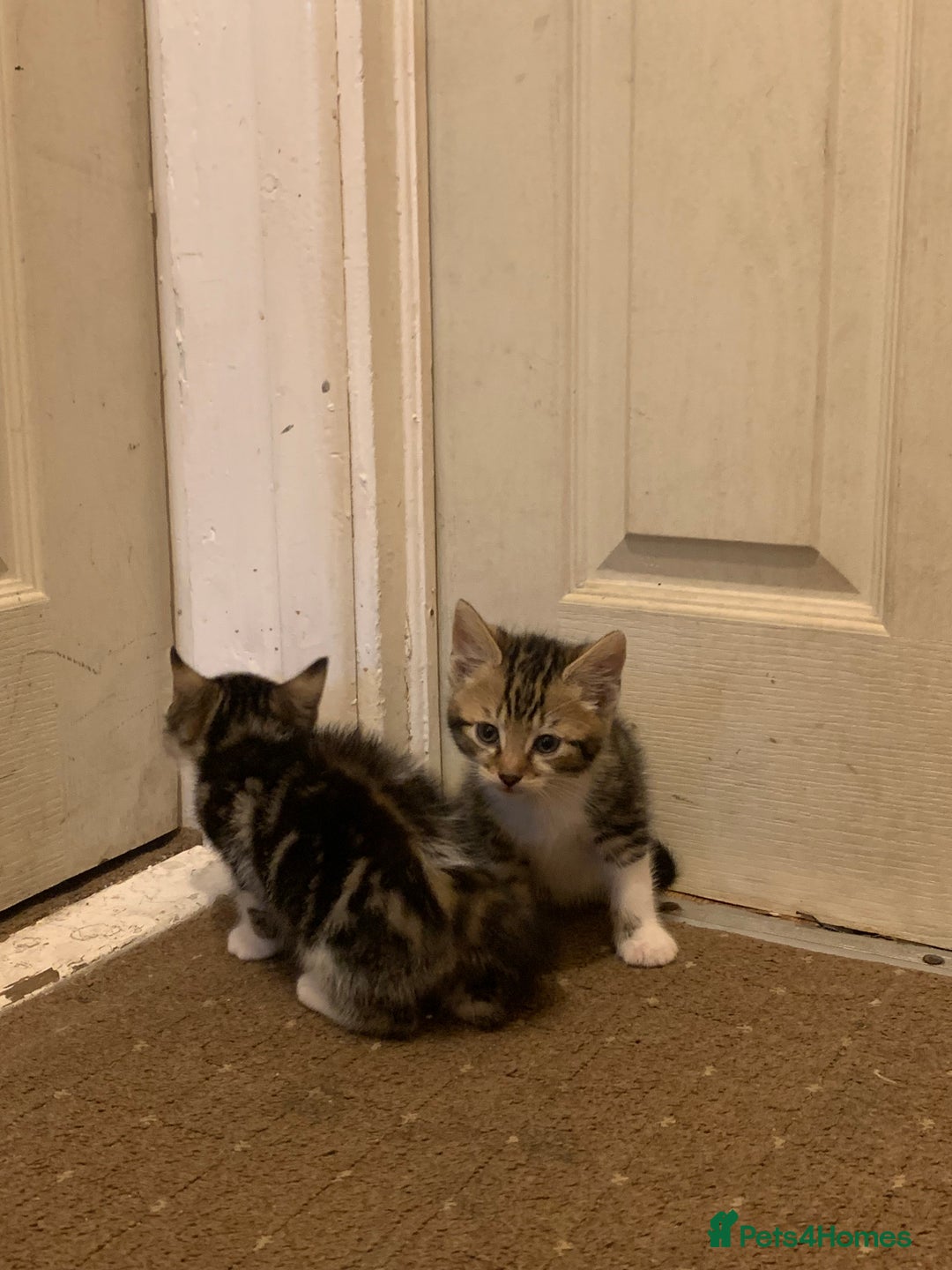 British Shorthair cats for sale: 2 boy kittens ready for there new home - Image 4