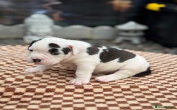 Old Tyme Bulldog dogs for sale: Old Tyme Bulldog Puppies - Both Parents Our Pets - Image 2