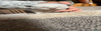 Ragdoll 2