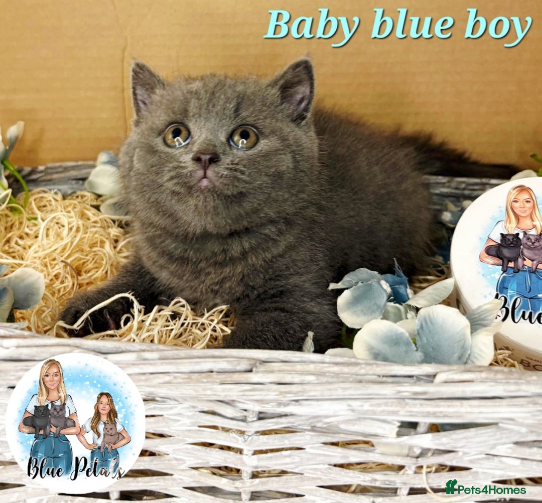 British Shorthair cats for sale: 4 beautiful British short hairs available  - Advert 10