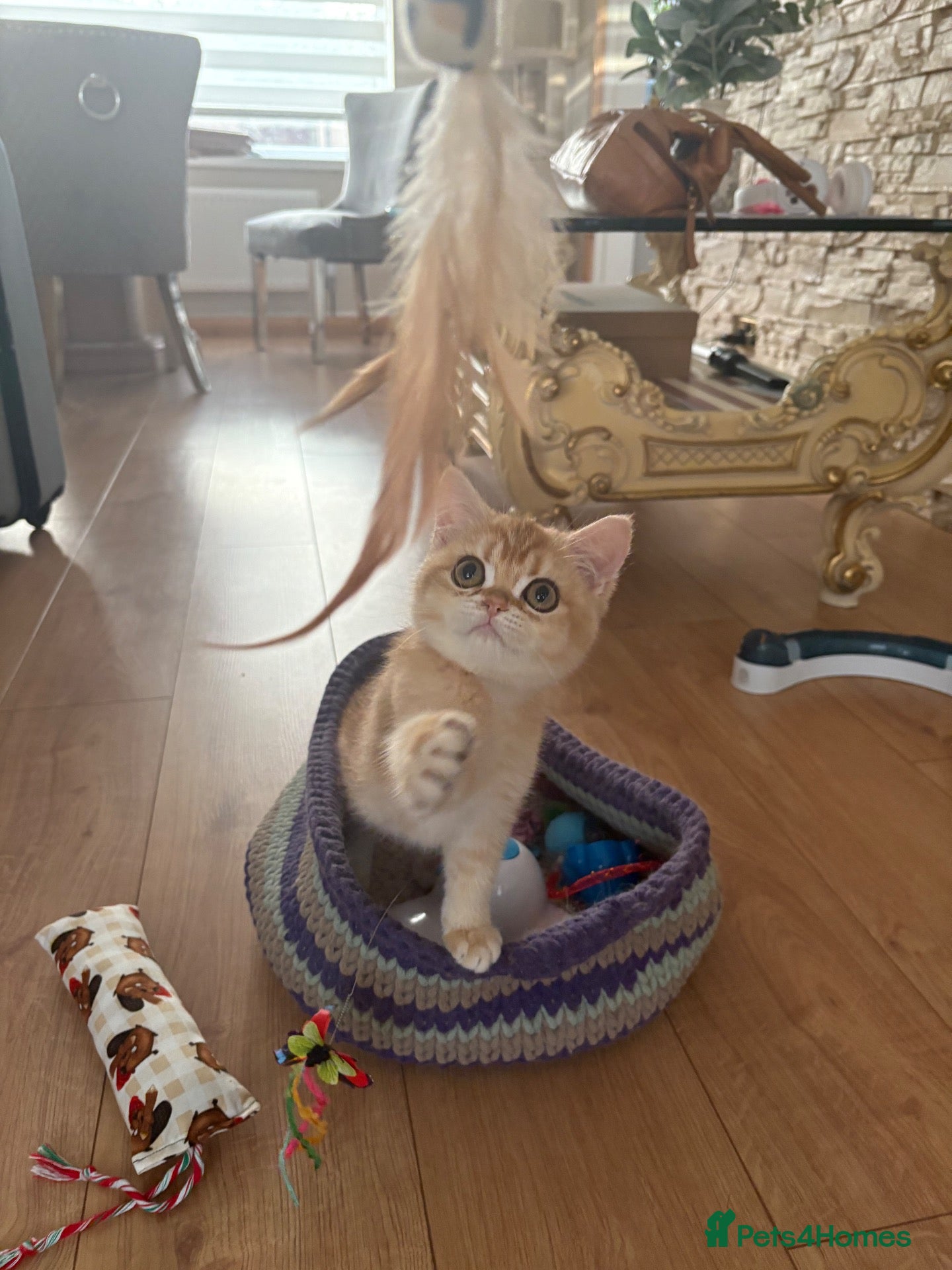 British Shorthair cats ⭐ Gorgeous Golden BSH Kitten – GCCF Registered - Advert 1