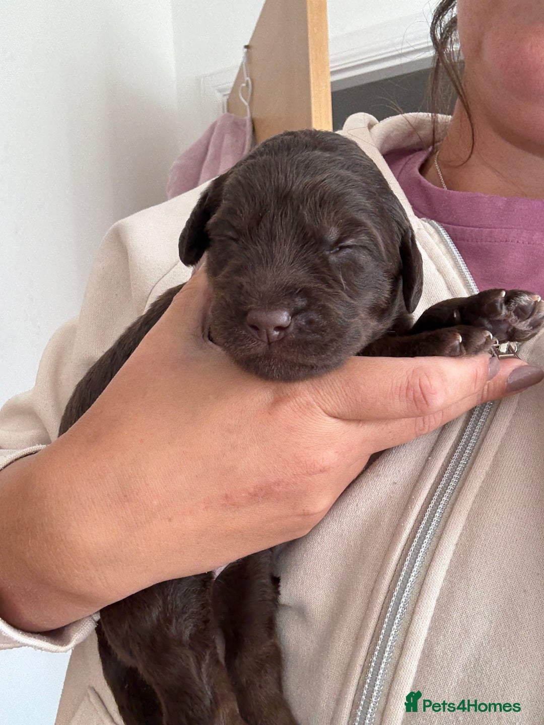 Labradoodle dogs for sale: Stunning Labradoodle Puppies  - Image 11
