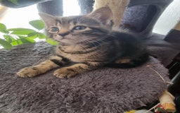 Mixed Breed cats for sale: kittens - Image 13