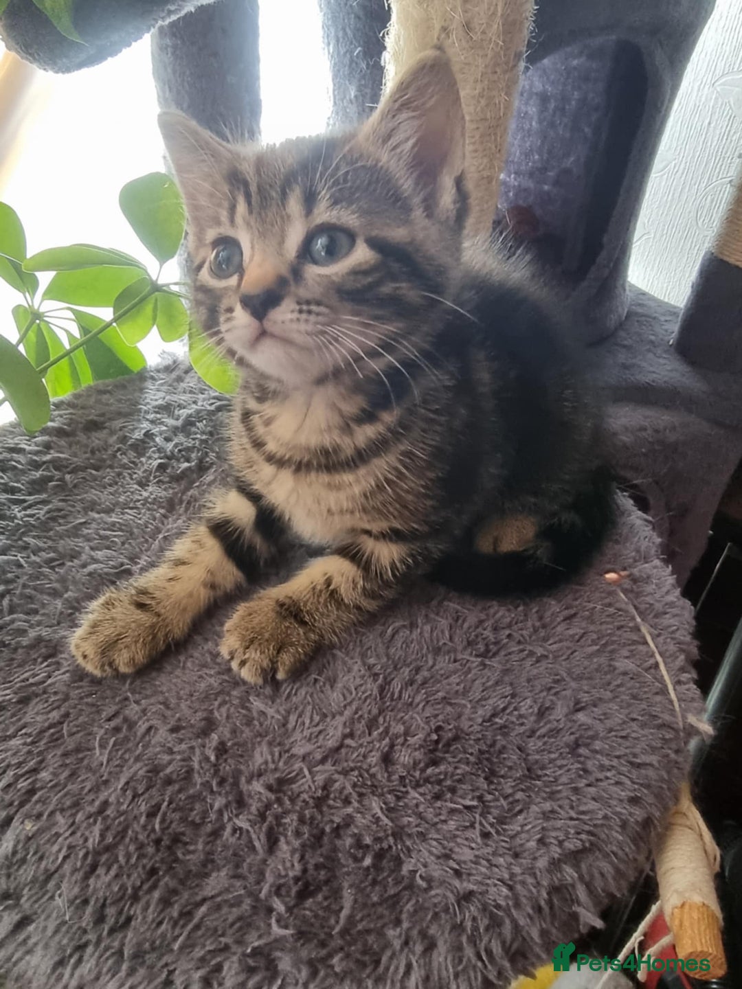 Mixed Breed cats for sale: kittens - Image 13