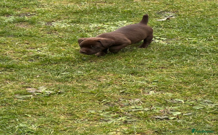 Patterdale Terrier dogs - Advert 12