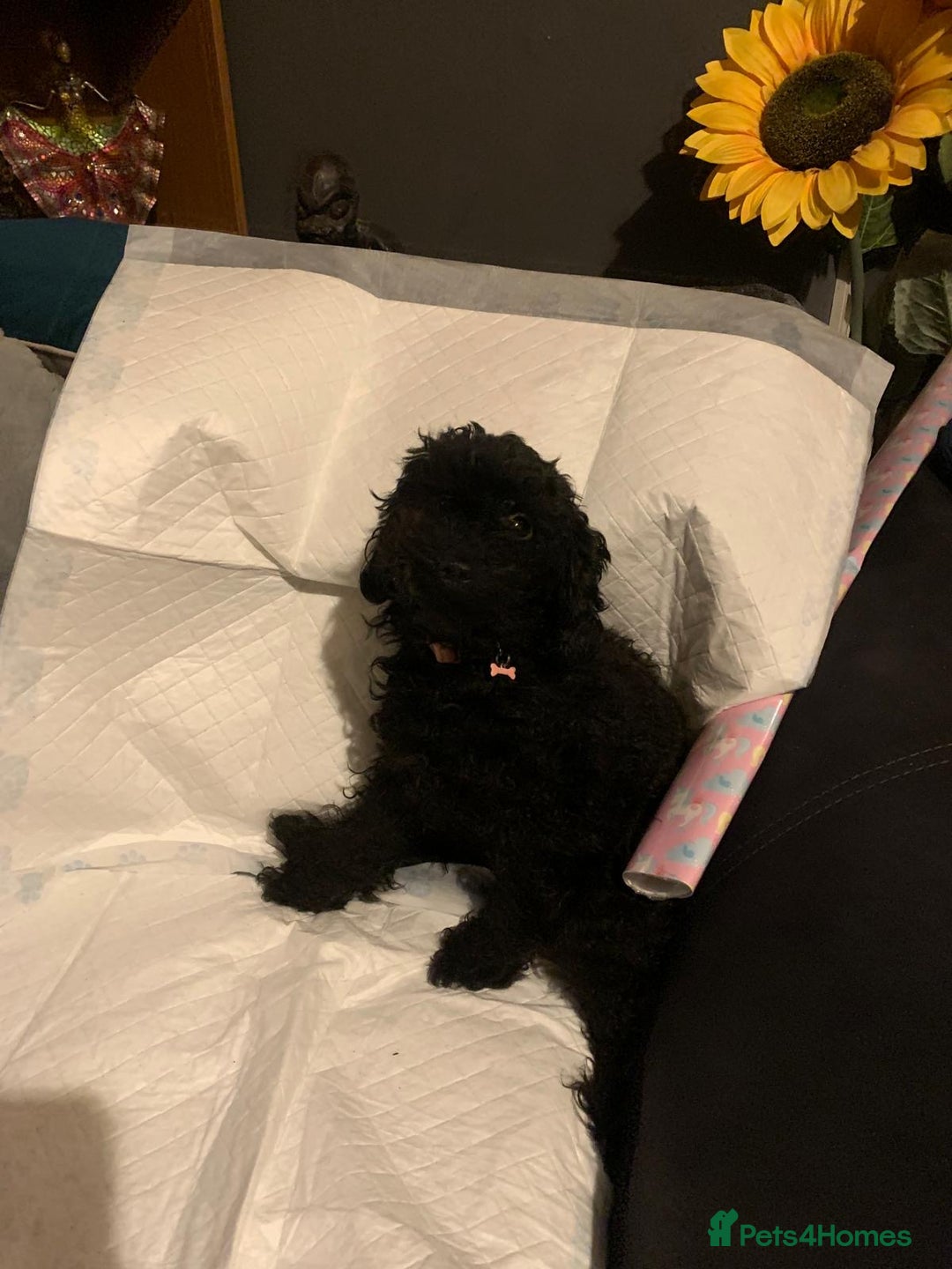 Miniature Poodle dogs for sale: Miniature poodle  - Advert 1