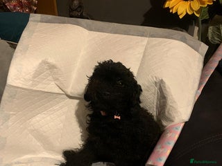 Miniature Poodle dogs Miniature poodle - Advert 1