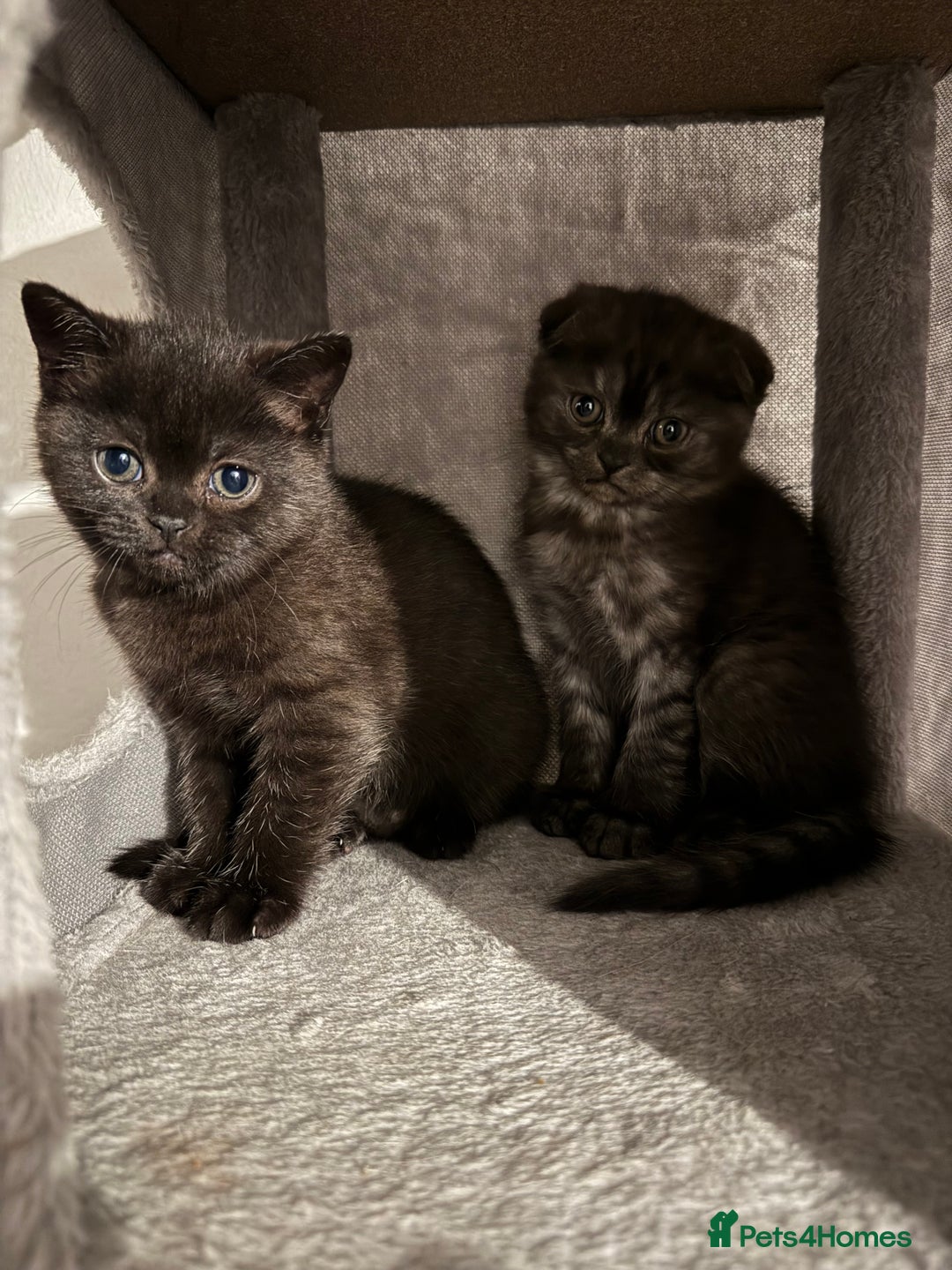 British Shorthair cats for sale: Last kitten - Dark Chocolate BSH - Advert 10