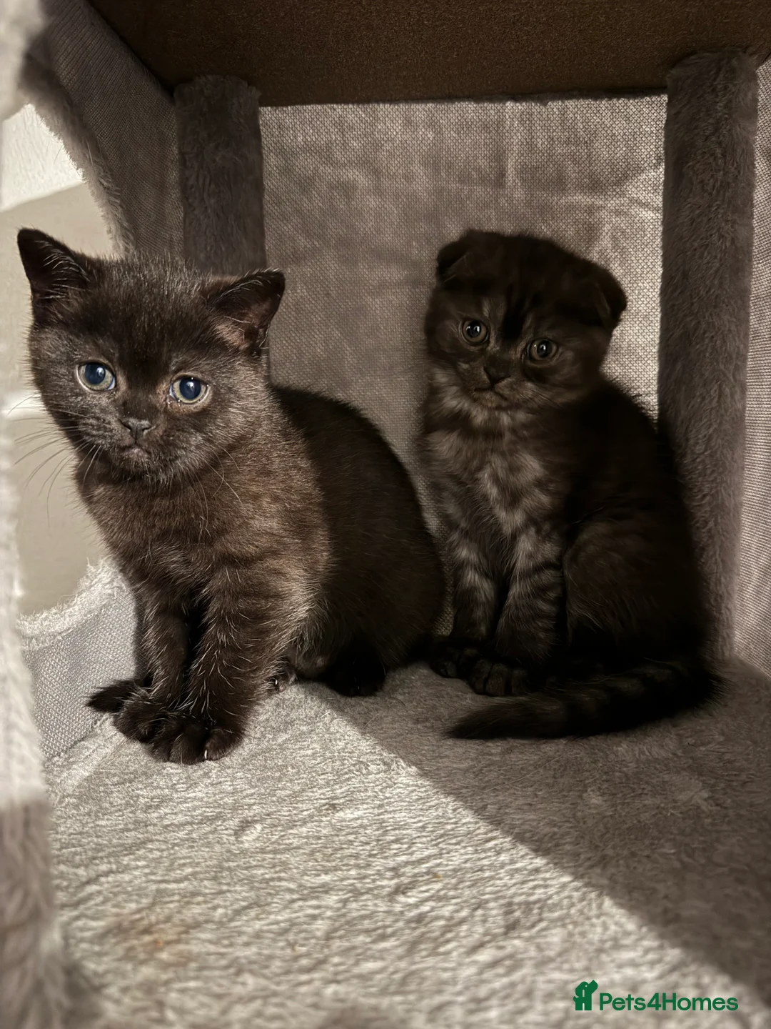 British Shorthair cats for sale: Last kitten - Dark Chocolate BSH - Advert 10