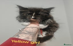 Mixed Breed cats for sale: Beautyfull fluffy kittens ragcoon - tuxedo cross  - Image 16