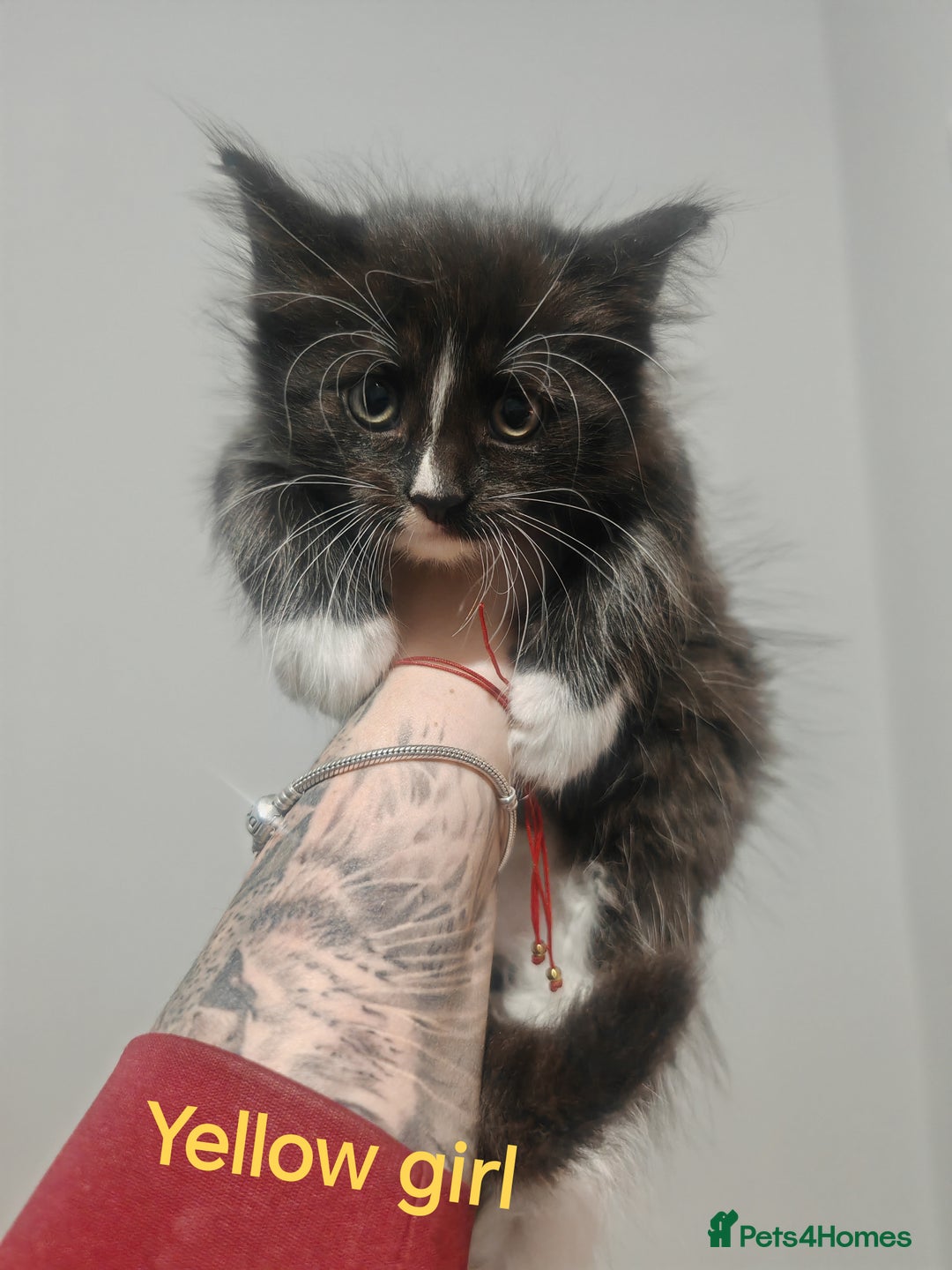 Mixed Breed cats for sale: Beautyfull fluffy kittens ragcoon - tuxedo cross  - Image 16