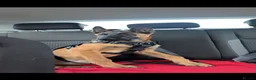 Belgian Shepherd Dog dogs for sale: Belgian malinois  in Reading - Advert 3