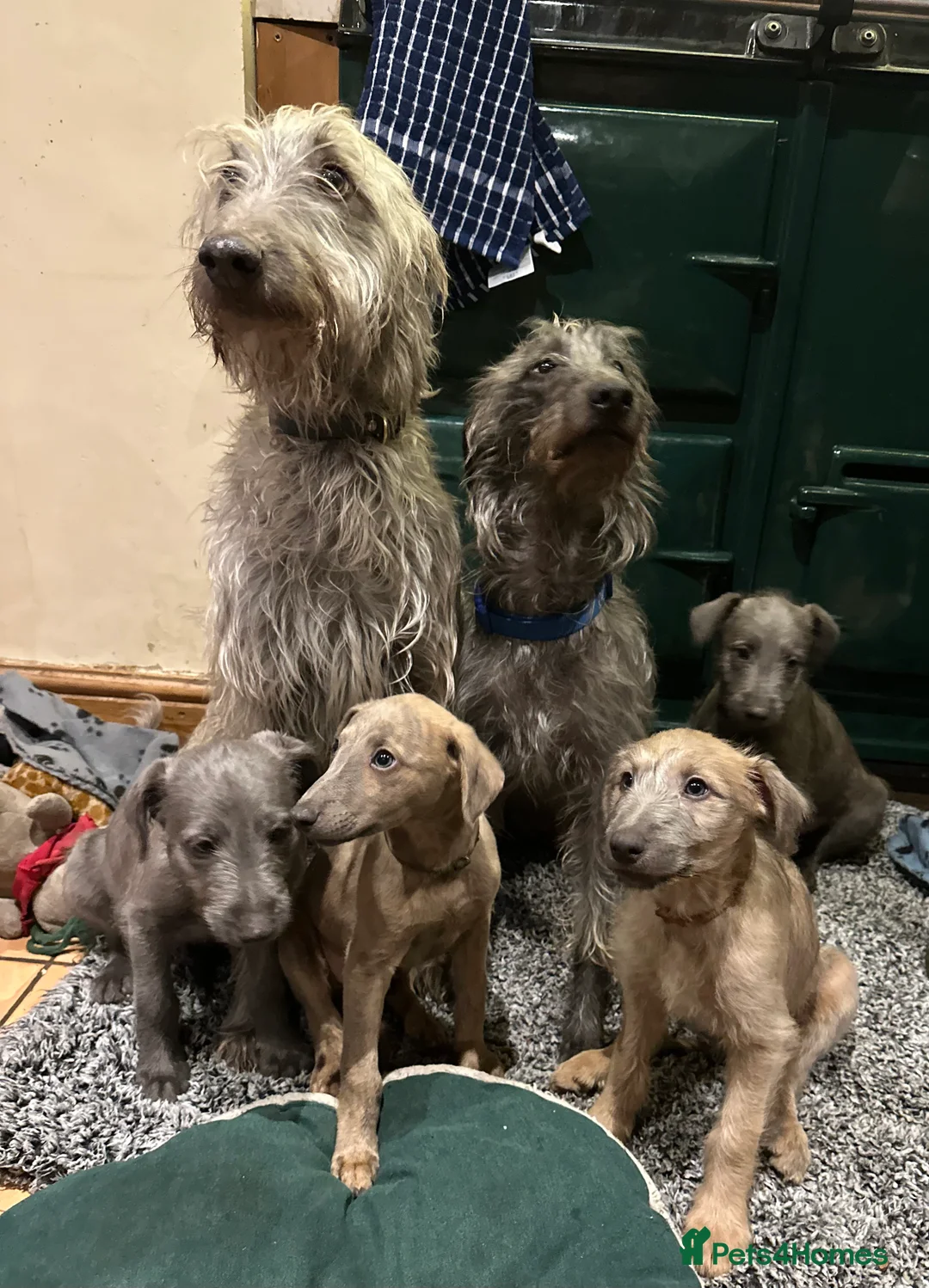 Mixed Breed dogs for sale: 2 grey boy bedlington whippet puppies  - Advert 2