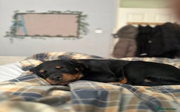 Rottweiler dogs for sale: 1 boy 5 months Rottweiler pup - Image 9