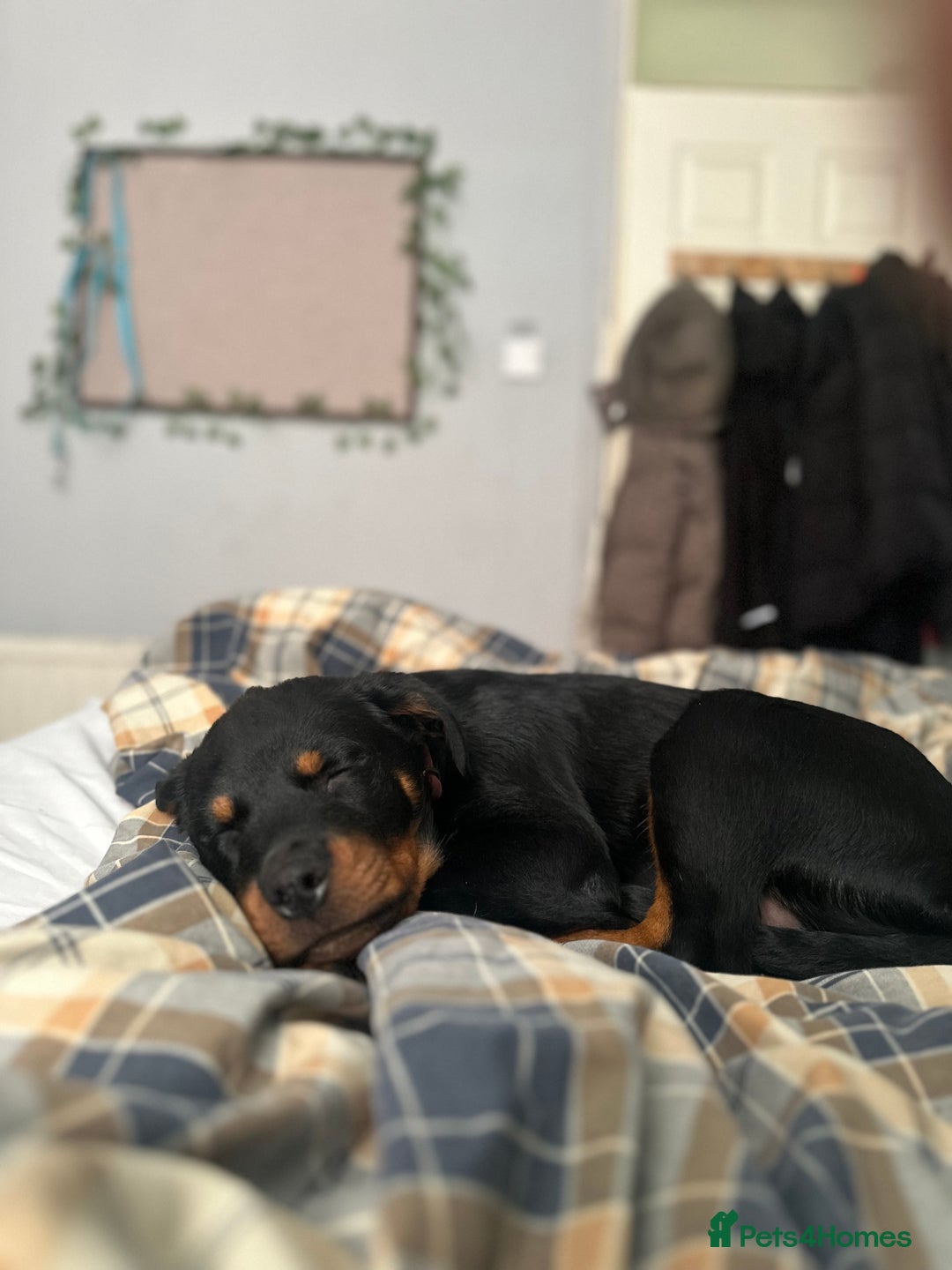 Rottweiler dogs for sale: 1 boy 5 months Rottweiler pup - Image 9