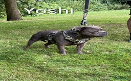 Staffordshire Bull Terrier dogs for sale: Blue staffy pups kc registered  - Image 5