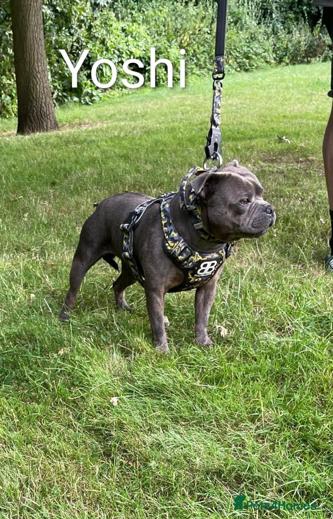 Staffordshire Bull Terrier dogs for sale: Blue staffy pups kc registered  - Image 5
