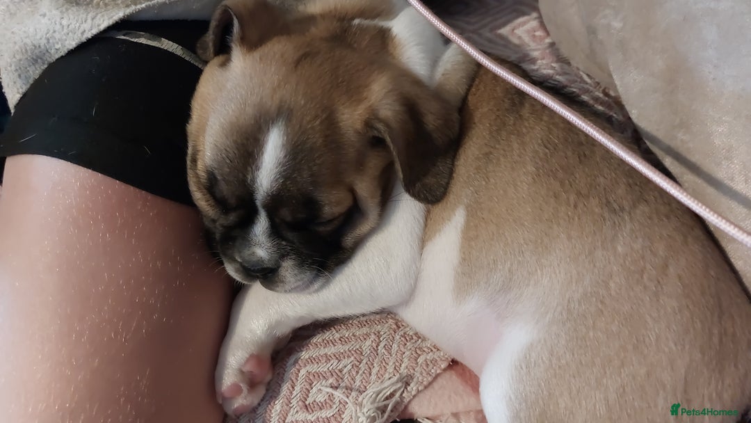 Mixed Breed dogs for sale: 1/2 chihuahua 1/2 french bulldog - Image 4