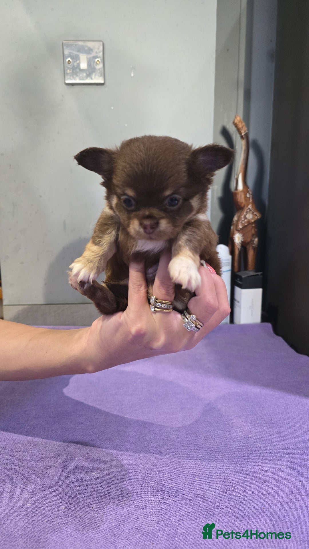 Chihuahua dogs for sale: Chihuahua puppies Russian ancestry with perfect bo - Advert 3