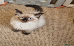 Ragdoll cats for sale: Beautiful Ragdoll Kittens Ready Now - Image 1