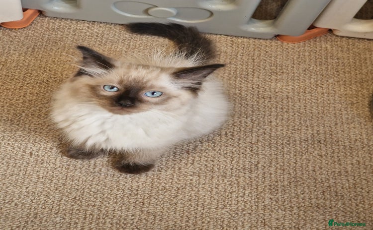Ragdoll cats - Advert 13