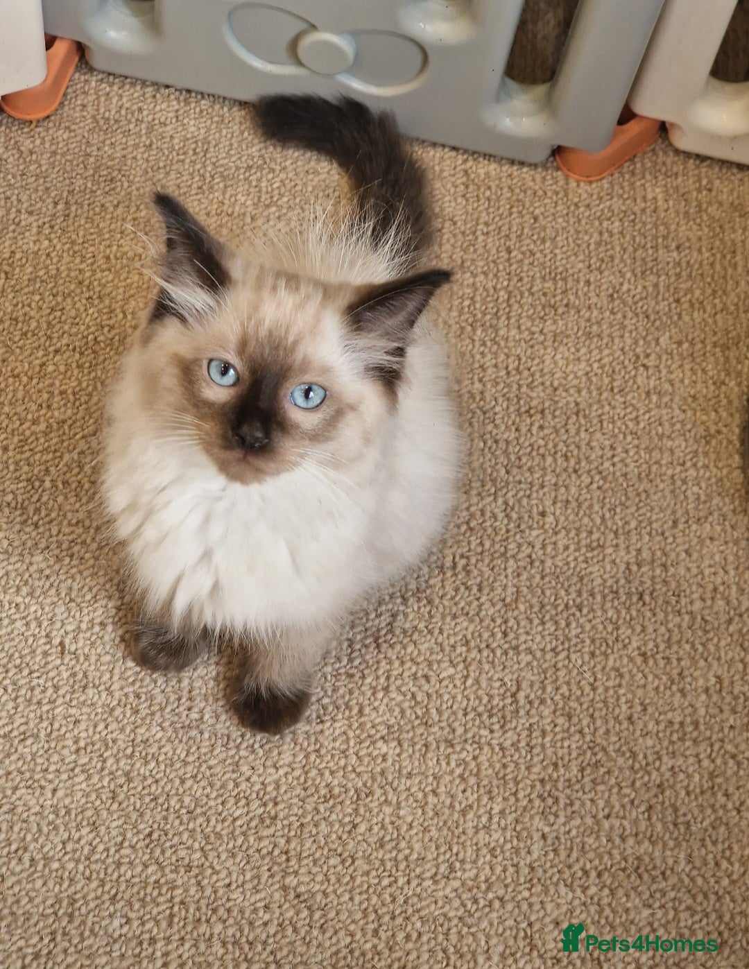 Ragdoll cats for sale: Beautiful Ragdoll Kittens Ready Now - Image 1