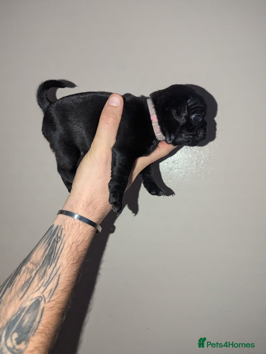 Pug dogs for sale: Pug puppies  - Image 10
