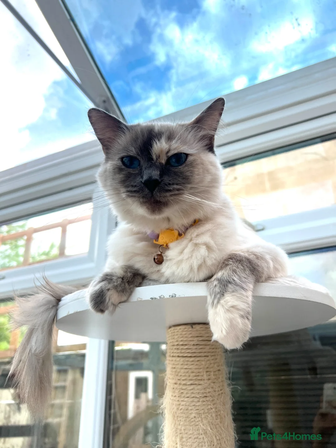 Ragdoll cats for sale: Two Pure Ragdolls  - Advert 2